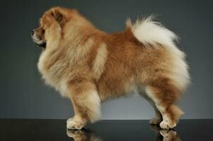 Studio shot of an adorable chow chow standing and looking curiously photo