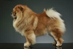 Studio shot of an adorable chow chow standing and looking curiously photo