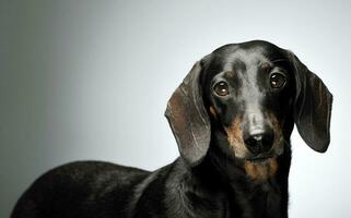 Portrait of an adorable black and tan short haired Dachshund looking curiously at the camera photo