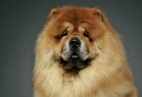 Portrait of an adorable chow chow looking curiously at the camera photo