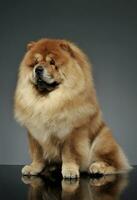 Studio shot of an adorable chow chow sitting and looking curiously photo