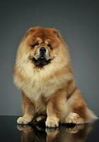 Studio shot of an adorable chow chow sitting and looking curiously at the camera photo