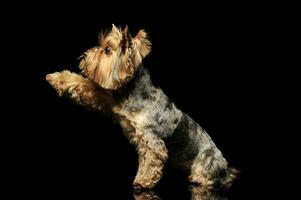 Studio shot of and adorable Yorkshire Terrier photo