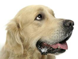 Sweet Golden Retriever in a white studio background holding ball in his mouth photo