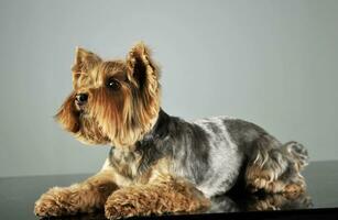 Studio shot of and adorable Yorkshire Terrier photo