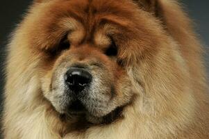 Portrait of an adorable chow chow looking curiously at the camera photo