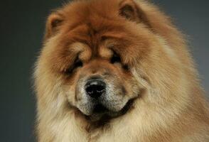 Portrait of an adorable chow chow looking curiously at the camera photo