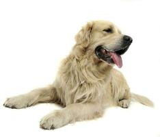 Sweet Golden Retriever in a white studio background holding ball in his mouth photo