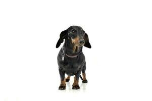 An adorable short haired Dachshund standing on white background. photo