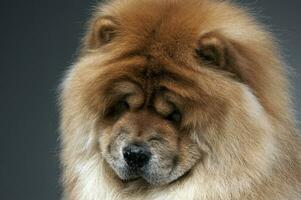 Chow chow in a gray photo studio