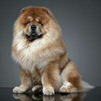 Chow chow in a gray photo studio