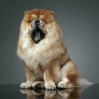 Chow chow in a gray photo studio