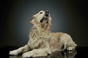 Studio shot of an adorable Golden retriever lying and looking up curiously photo