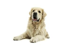 Studio shot of an adorable Golden retriever lying and looking curiously at the camera photo