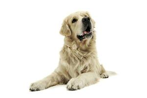 Studio shot of an adorable Golden retriever lying and looking up curiously photo