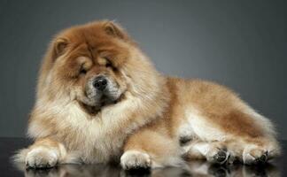 Chow chow in a gray photo studio