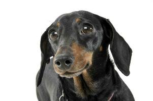 An adorable short haired Dachshund looking curiously at the camera photo