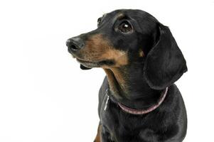 Portrait of an adorable short haired Dachshund looking curiously photo