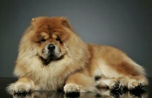 Studio shot of an adorable chow chow lying and looking curiously at the camera photo