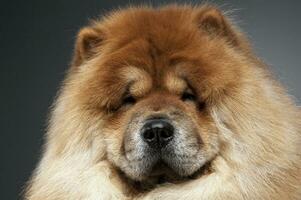 Beautiful chow chow posing in a photo studio