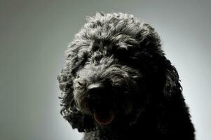 Portrait of an adorable pumi looking satisfied - isolated on grey background photo