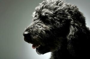 Portrait of an adorable pumi looking satisfied - isolated on grey background photo