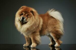 Studio shot of an adorable chow chow standing and looking curiously at the camera photo