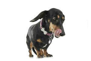 Studio shot of an adorable short haired Dachshund licking her lips photo