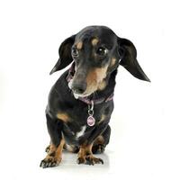 Studio shot of an adorable short haired Dachshund looking shy photo