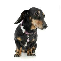 Studio shot of an adorable short haired Dachshund looking shy photo