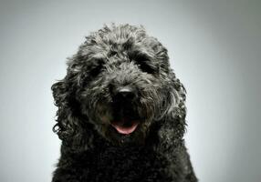 Portrait of an adorable pumi looking curiously at the camera - isolated on grey background photo