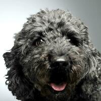 perrito pumi sensación bueno en un blanco foto estudio