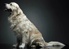 Golden retriever sitting in a grey photo background