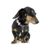 Studio shot of an adorable short haired Dachshund looking satisfied photo