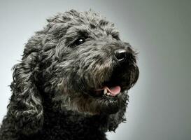 Portrait of an adorable pumi looking curiously - isolated on grey background photo