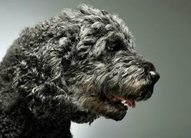 retrato de un adorable pumi mirando curiosamente - aislado en gris antecedentes foto