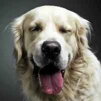 Golden retriever portrait in a grey photo background