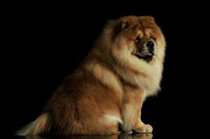 Studio shot of an adorable chow chow sitting and looking curiously photo