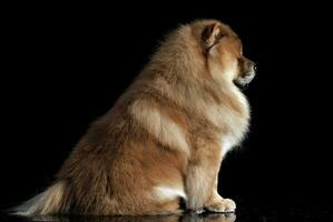 Beautiful chow chow posing in a photo studio