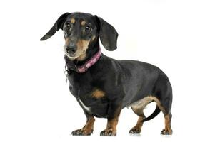 An adorable short haired Dachshund looking curiously at the camera photo