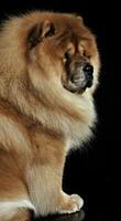 Beautiful chow chow posing in a photo studio