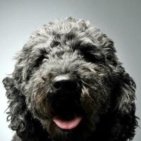 Puppy pumi feeling good in a white photo studio