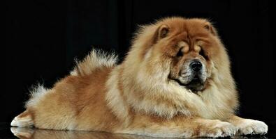 Beautiful chow chow posing in a photo studio