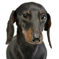 Portrait of an adorable short haired Dachshund photo