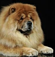 Beautiful chow chow posing in a photo studio