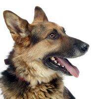 German sherpherd dog posing in a white background studio photo