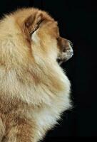 Beautiful chow chow posing in a photo studio