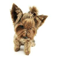 Yorkshire terrier mirando abajo en un blanco foto estudio