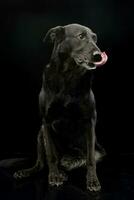 Studio shot of an adorable mixed breed dog photo