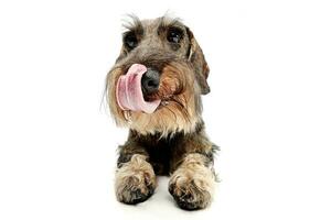 Studio shot of an adorable wire haired Dachshund photo